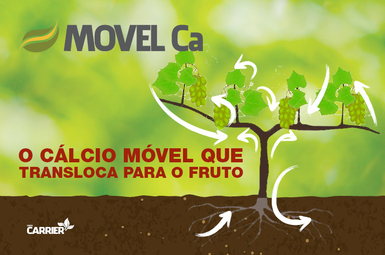Informe Técnico – Movel Ca na Uva “Arra 15”