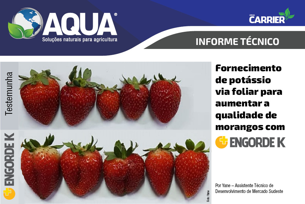 Informe Técnico – Fornecimento de potássio via foliar para aumentar a qualidade de morangos com Engorde K