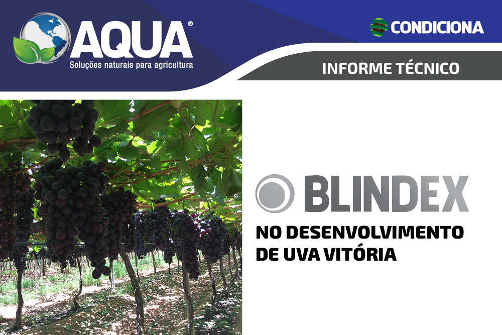 Informe Técnico – Blindex no desenvolvimento de Uva Vitória